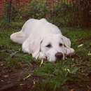 ������� ������ 4 ������ (��������������� �������) - ����������� 2