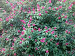 ������� ������ Aesculus carnea � ������ ���� - ����������� 1