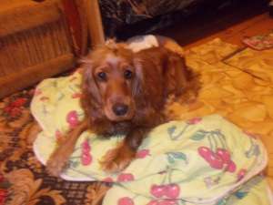 ������� ������ - ����������� 1