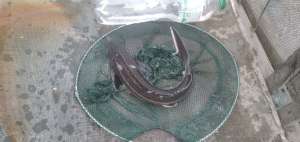 ������� ������ - ����������� 1