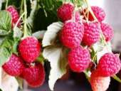 ������� � ����������: ������� ������ ���� ������ ���� (ZEFA)