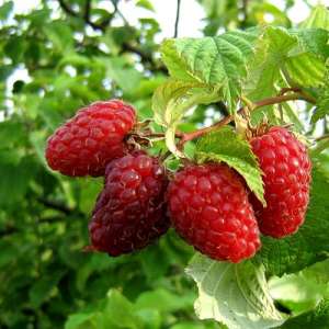 ������� ������ ����� - ����������� 1