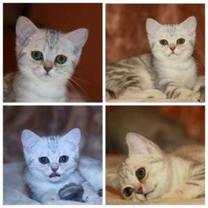 ������� ������ ����� - ����������� 1