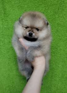 ������� ������ ����� - ����������� 1