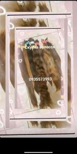 ������� ������, ����� ������� �� ������� 24/7-0935573993 - ����������� 1