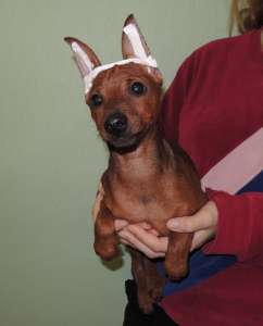 ������� ������ ������ - ����������� 1