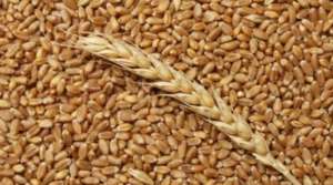 ������� ������ ������� ������� ������ (Durum) - ����������� 1