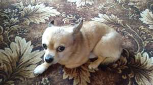 ������� ������ �����-��� - ����������� 1