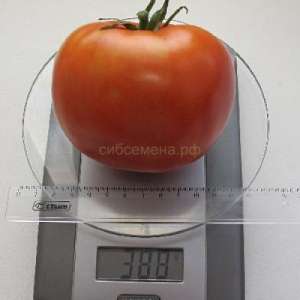 ������� ������ �������� ������- �������, ���������� � ����� - ����������� 1