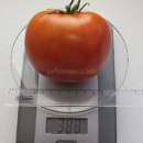 ������� ������ �������� ������- �������, ���������� � �����. �������� - �������/�������