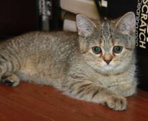 ������� ������ ��������� - ����������� 1