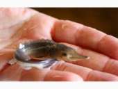 ������� ������ ���������. �. ���������. ������ - �������/�������