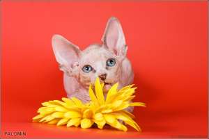 ������� ������ ���������� �������. - ����������� 1