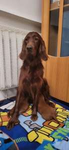 ������� ������ ���������� ������� - ����������� 1