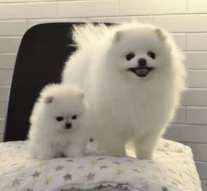 ������� ������ ������������ ����� - ����������� 1