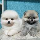 ������� ������ ������������ ����� - ����������� 2