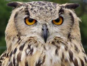 ������� ������, �����������,��. - ����������� 1