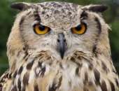 ������� � ����������: ������� ������, �����������,���