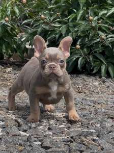 ������� ������� ��� - ����������� 1