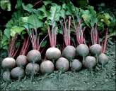 ������� ������� ���� ��������, ����� ���� ����� - ����������� 2