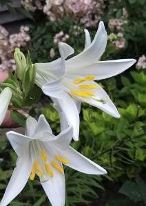 ������� , ������� , ������ � ������ - ����������� 1