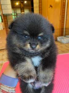 ������� ������� ������ ����� - ����������� 1