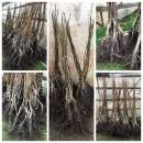 ������� �������, �������, ������ �� ��������� �� ����� 2020 �.. �������� - �������/�������