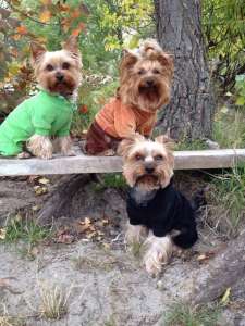 �������, ������� ������� ������������ - ����������� 1