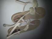 ������� ������� �������� Funky Shoes 39 �. 450 ���.. ����� - �������/�������