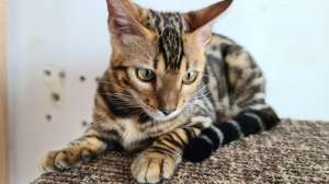 ������� ������� ����������� ������. - ����������� 1