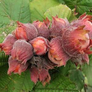 ������� ������� �������������� 2-� ������ - ����������� 1