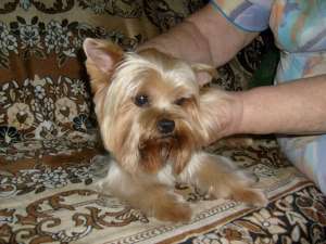 ������� �������� - ����������� 1