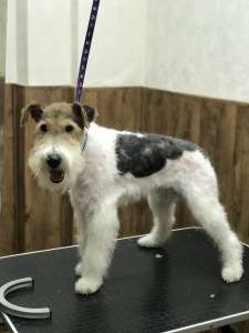 ������� �������� - ����������� 1