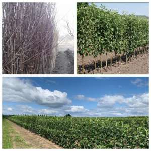 ������� �������� �� ��������� �� �����-2021 - ����������� 1