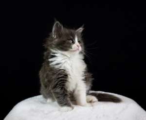 ����-��� �������� �� ���������� Kust Kalyny - ����������� 1