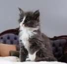 ����-��� �������� �� ���������� Kust Kalyny - ����������� 2