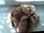 ������� �������� ����� - ����������� 2