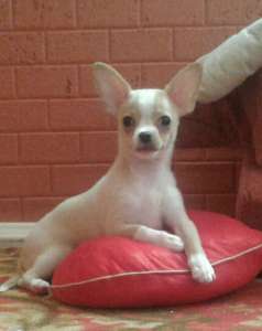 ������� �������� ����� - ����������� 1