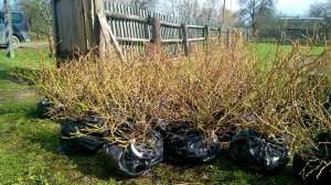 ������� �������� ����� � ��������� �� �� - ����������� 1