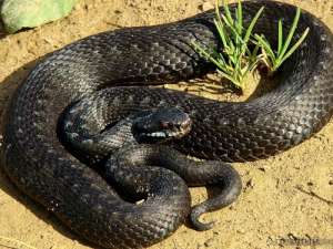 ������� ����,����. ������!!! - ����������� 1