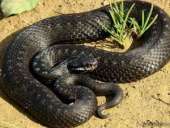 ������� ����,����. ������!!! - ����������� 1