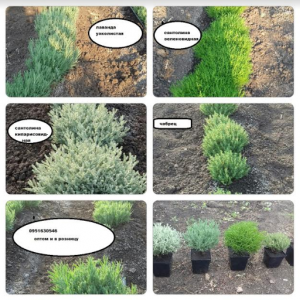 ������� �������� ������� ������� ���� ������. ���������� - ����������� 1