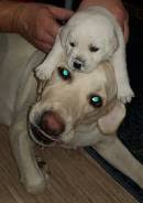 ������� �������� �������� - ����������� 1