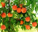 ������� �������� �������� � ���. �������� - �������/�������