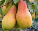 ������� �������� �������� � ��� - ����������� 3