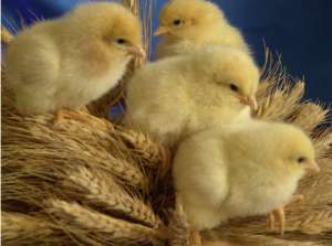 ������� �������� �������� � ����������� ���� 500 - ����������� 1