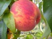 ������� � ����������: ������� �������� �������� �� �������������