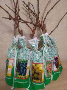 ������� �������� ��������� ��� �� ����� 2022 ���� - ����������� 1