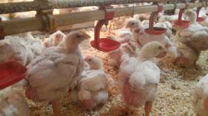 ������� �������� ����������� ���� 500 - ����������� 1