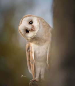 ������� ��������� �����, ��������, ����, ���� - ����������� 1